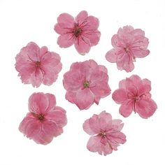 pink flowers are shown on a white background