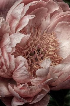 a close up view of a pink flower