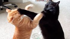 two cats playing with each other on the floor