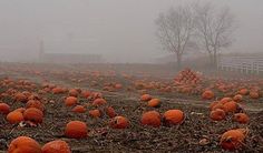 a field full of pumpkins on a foggy day