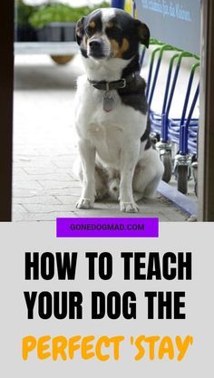 a dog sitting in front of a door with the words how to teach your dog the perfect stay