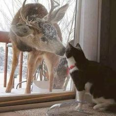 a black and white cat is looking at a deer through a window with snow on it