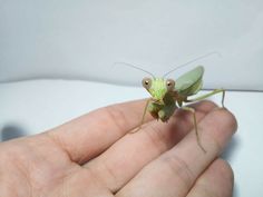 a small green insect sitting on top of a person's hand