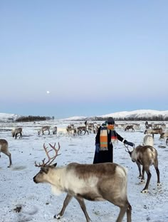 a man standing next to a herd of reindeer on top of a snow covered field