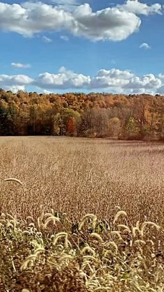 an empty field with trees in the background