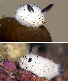 two pictures of different types of fish in an aquarium, one is white and the other is black