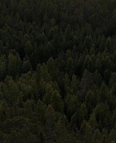 an airplane flying over a forest filled with tall trees at dusk or dawn in the evening