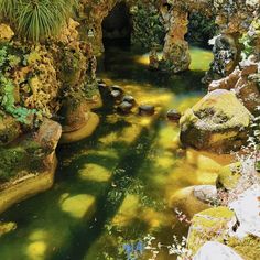 a stream running through a lush green forest filled with lots of rocks and plants on either side of it