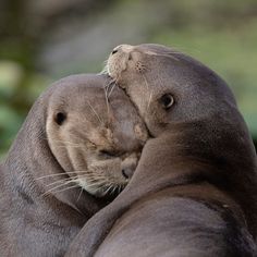 two sea lions cuddle together on the beach