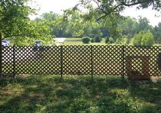 a dog is standing in the grass behind a fence