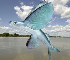 a large blue fish floating on top of a body of water