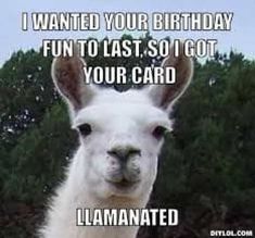 an alpaca looking at the camera with a caption that reads, i wanted your birthday fun to last so i got your card