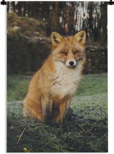 a red fox sitting on top of a grass covered field