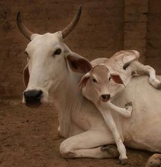 two white cows standing next to each other