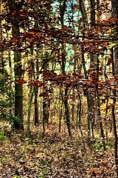 a bench in the middle of a forest with leaves on the ground and trees all around