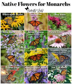 many different types of butterflies and flowers with the words native flowers for monarchs on them