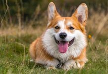 a brown and white dog laying in the grass