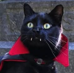 a black cat wearing a red cape and looking at the camera with an evil look on its face