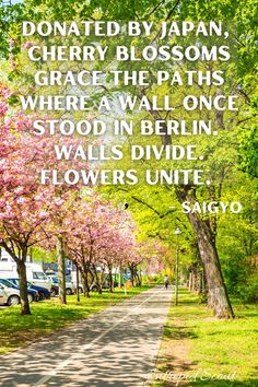 a tree lined street with cars parked on it and a quote about cherry blossoms in bloom