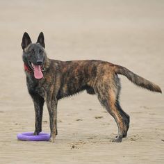 a dog standing on top of a purple frisbee in the middle of sand