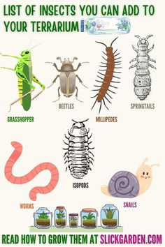 the list of insects you can add to your terrarium info sheet for kids and adults