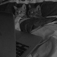 two cats laying in bed next to each other with their heads on the laptop computer