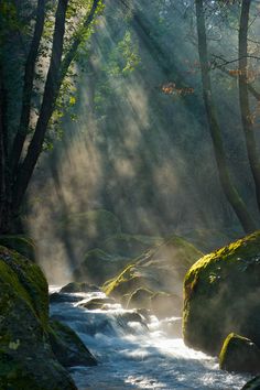 sunbeams shine through the trees and over rocks in a river with mossy rocks