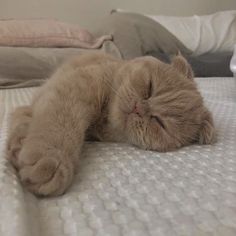 an orange cat sleeping on top of a bed