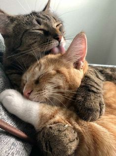 two cats laying on top of each other with their mouths open