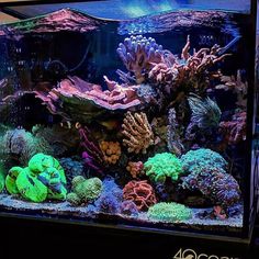 an aquarium filled with lots of different colored corals