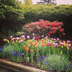 colorful tulips and other flowers in a garden