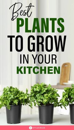 three potted plants with the words best plants to grow in your kitchen