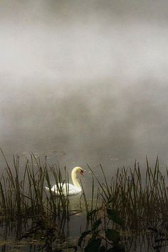 a white swan floating on top of a lake surrounded by tall grass and reeds