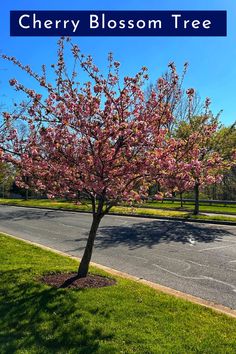 a tree with pink flowers in the middle of a road and grass on both sides