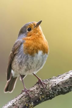 a small bird perched on top of a tree branch