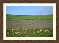 there are many cows in the field together