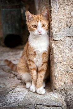 an orange and white cat sitting on top of a stone wall