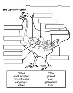 an animal's body and its parts labeled in the diagram, with labels on each side