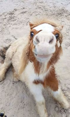 a brown and white horse laying in the sand