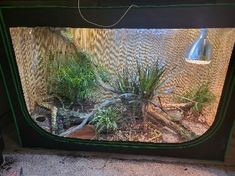 an aquarium with plants and rocks in it