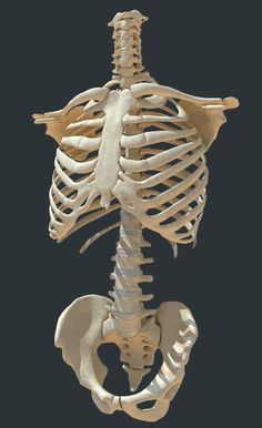 an image of a human skeleton showing the lower body and upper limb bones, viewed from above