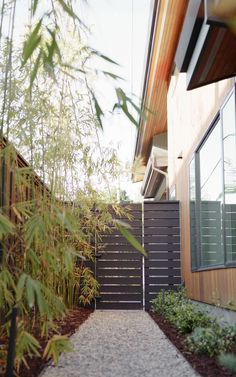 a narrow walkway between two buildings with bamboo trees in the foreground and bushes on either side