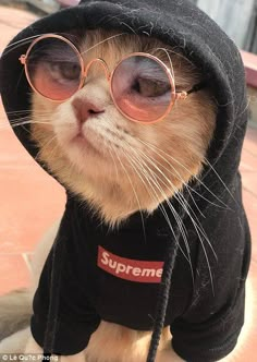 a cat wearing glasses and a hoodie with the supreme logo on it's chest