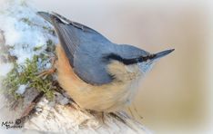 a blue bird sitting on top of a tree branch covered in snow and lichen