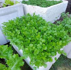 some very pretty green plants by some big white containers in the grass with dirt on the ground