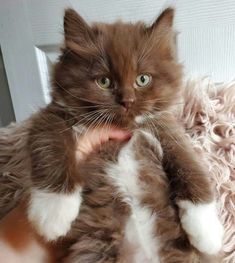 a fluffy cat being held by someone's hand