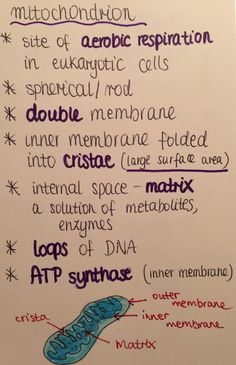 a handwritten diagram of the structure of a mitochond on a whiteboard