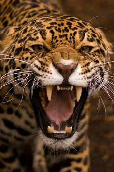 a large leopard with its mouth open and it's teeth wide open, showing the fangs