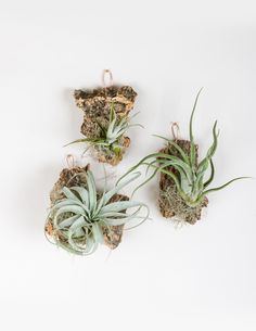 three air plants sitting on top of each other