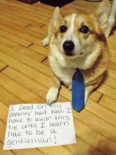 a dog sitting on the floor with a note attached to it's necktie